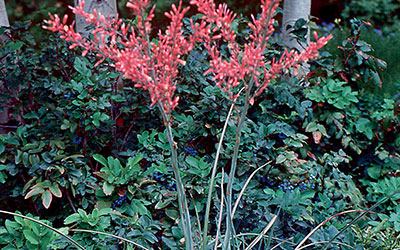 Texas Red Yucca, Hesperaloe parviflora