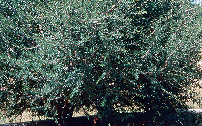 Curlleaf Mountain Mahogany, Cercocarpus ledifolius
