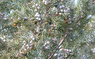 Female Juniper Trees, Juniperus (Female Cultivars only)