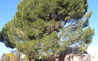 Stone Pine, Pinus pinea