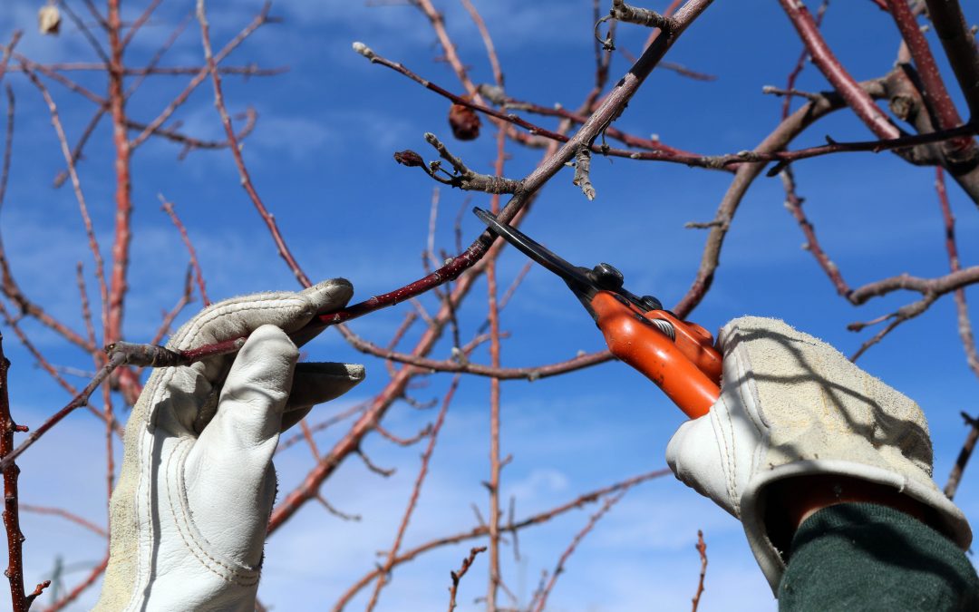 The Basics of Fruit Tree Pruning