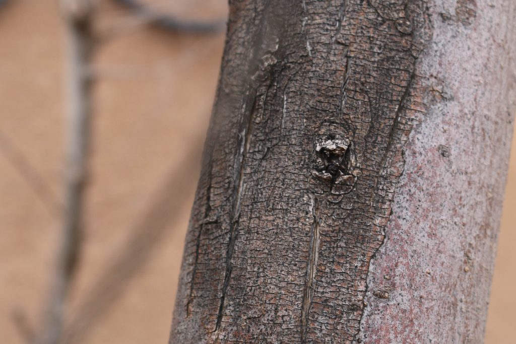 The Basics of Fruit Tree Pruning