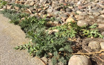 The Dirt on Albuquerque’s Weeds