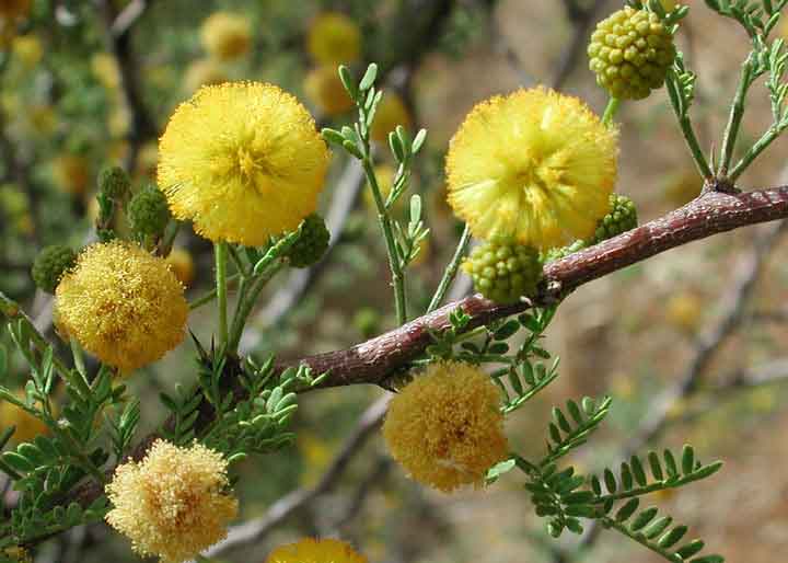 Whitethorn Acacia, Acacia constricta