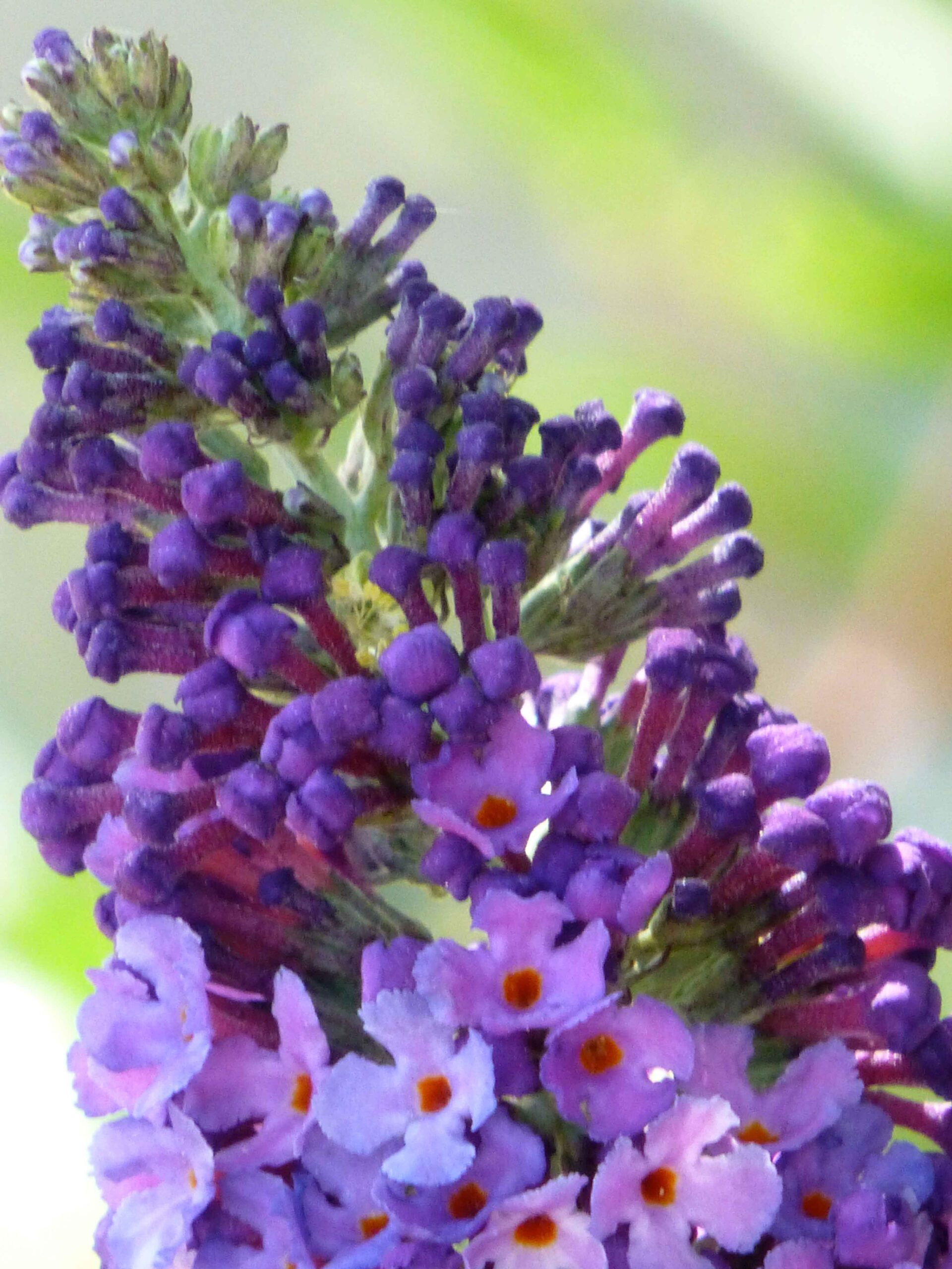 P-Buddleia-davidi-nanhoensissm
