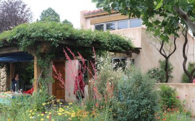 Creating living shade with vines