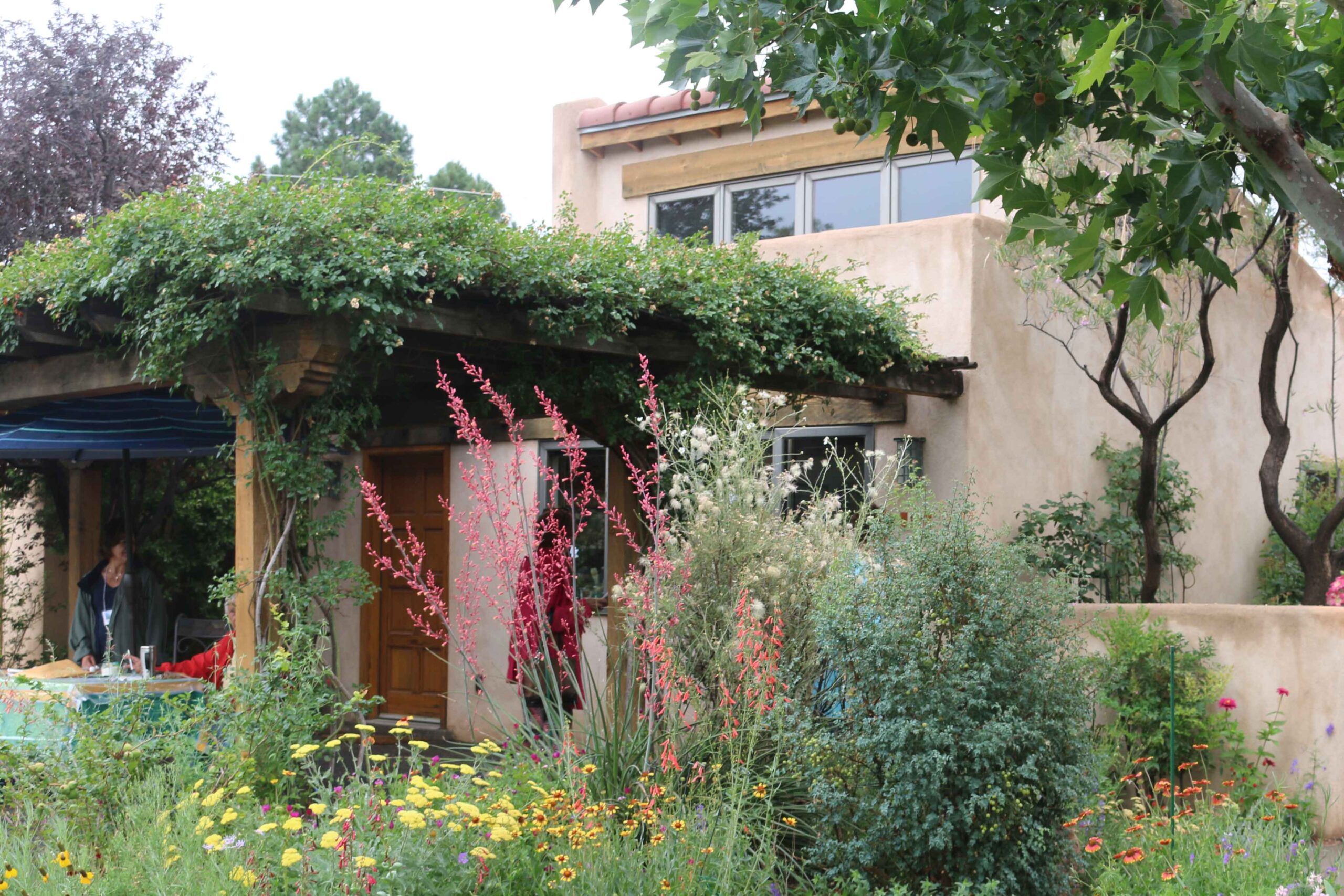 Creating living shade with vines