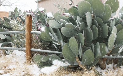 Our Favorite Evergreens