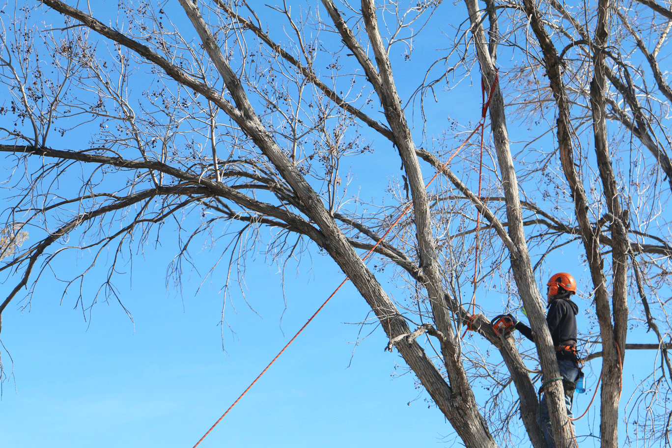 treepruningsm