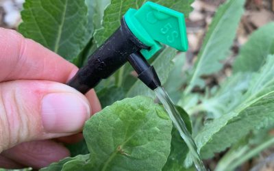 How should I adjust my irrigation as my woody plants get larger?