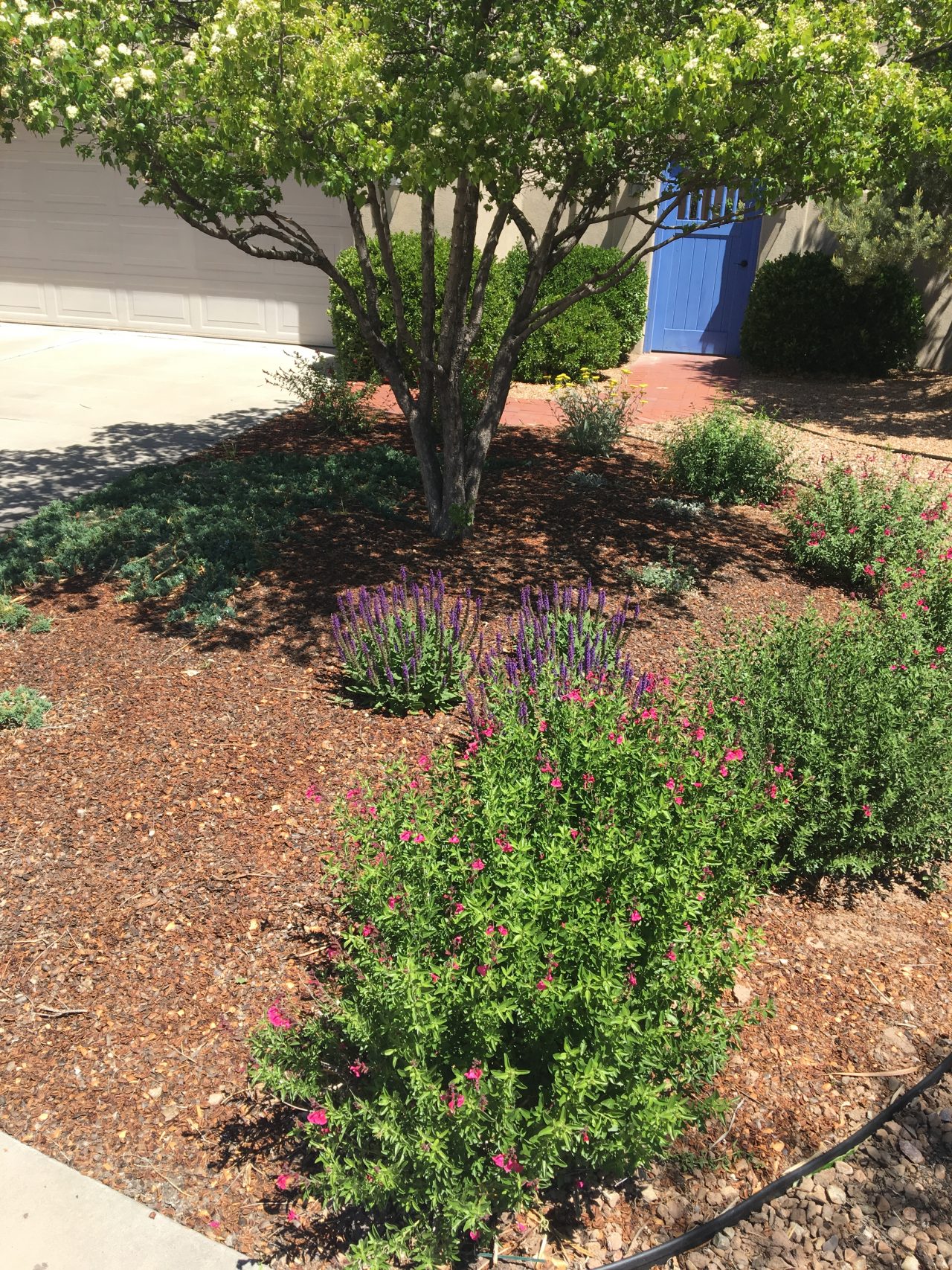 Use Drip Irrigation for your Trees and Shrubs! 505 Outside