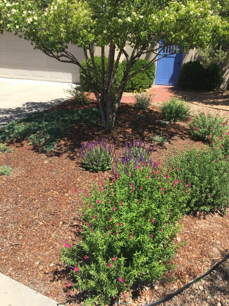 groundcovers under trees