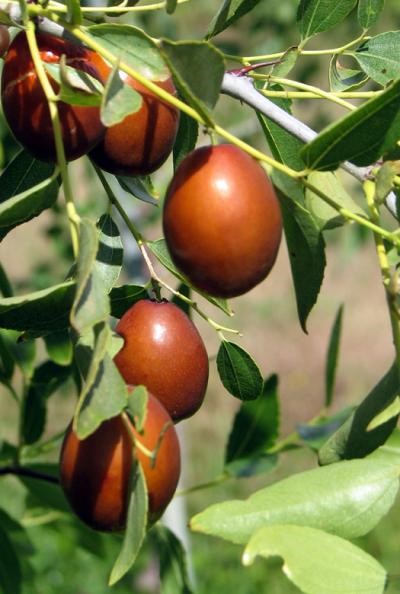 Zizyphus jujube, Zujube tree or Chinese date tree