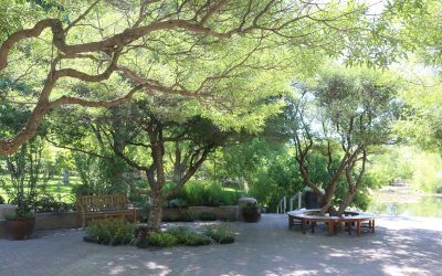 Tips to Keep Mature Trees Healthy