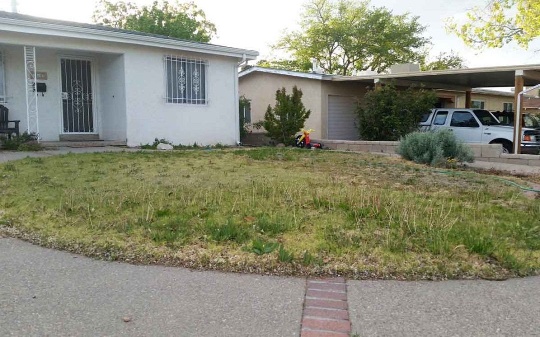 WA Customers list the “Top Reasons to Convert a Lawn to a Desert Friendly Xeriscape”