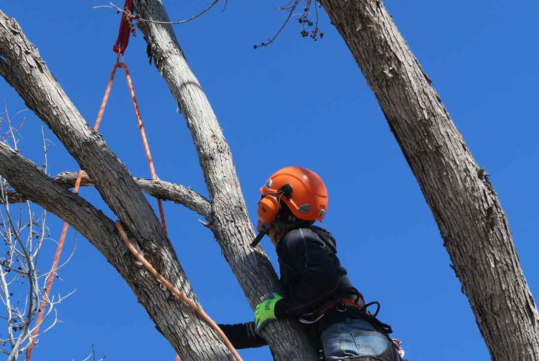 Professional Tree Care