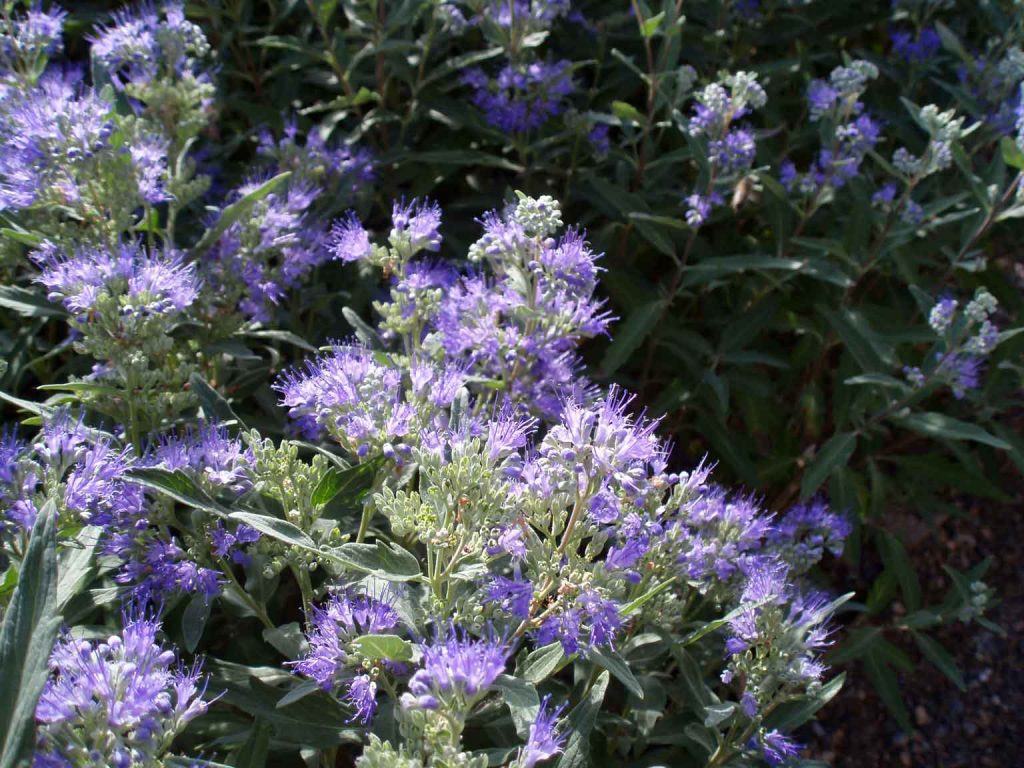 Caryopteris-x-clandonensis close up