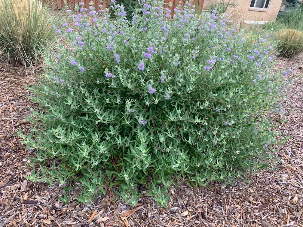 Caryopteris-x-clandonensis-sm Caryopteris-x-clandonensis