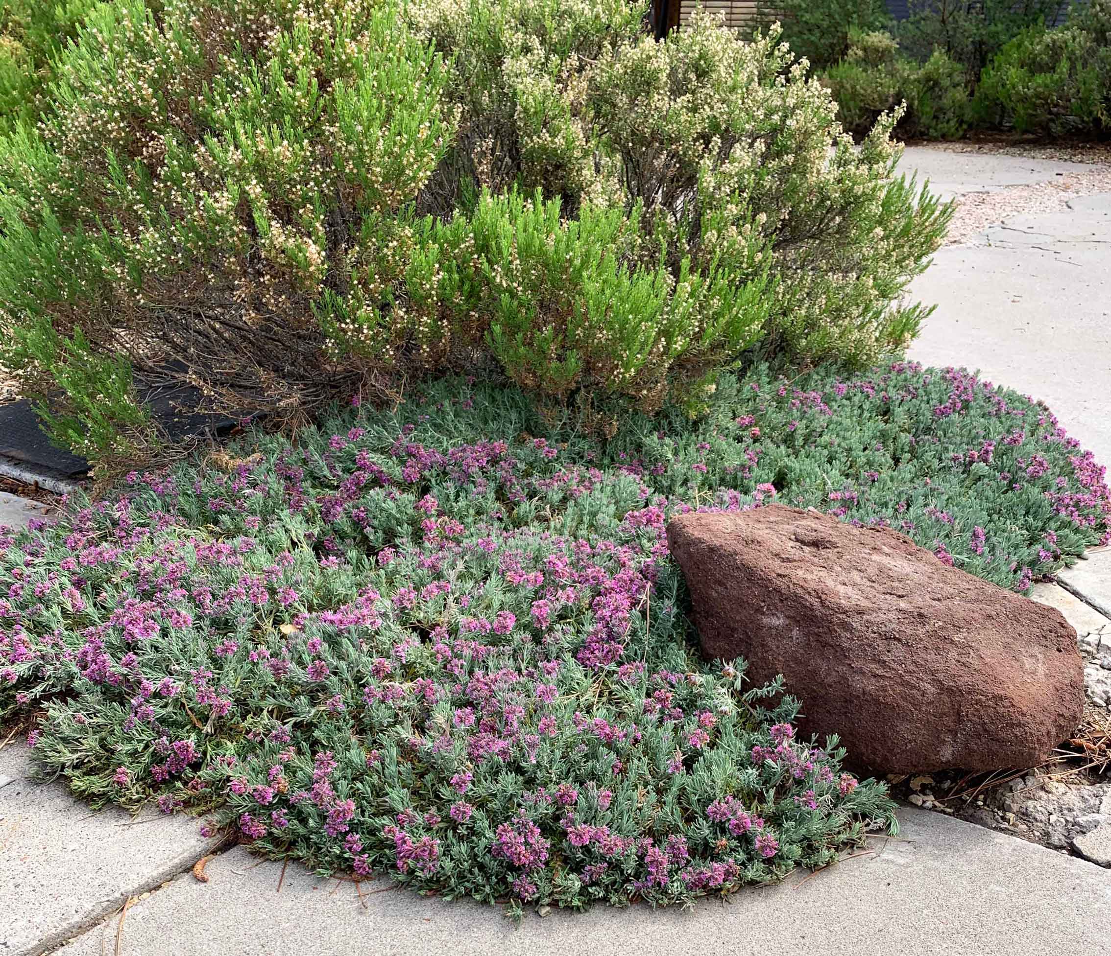 GreekGermander-sm Greek Germander