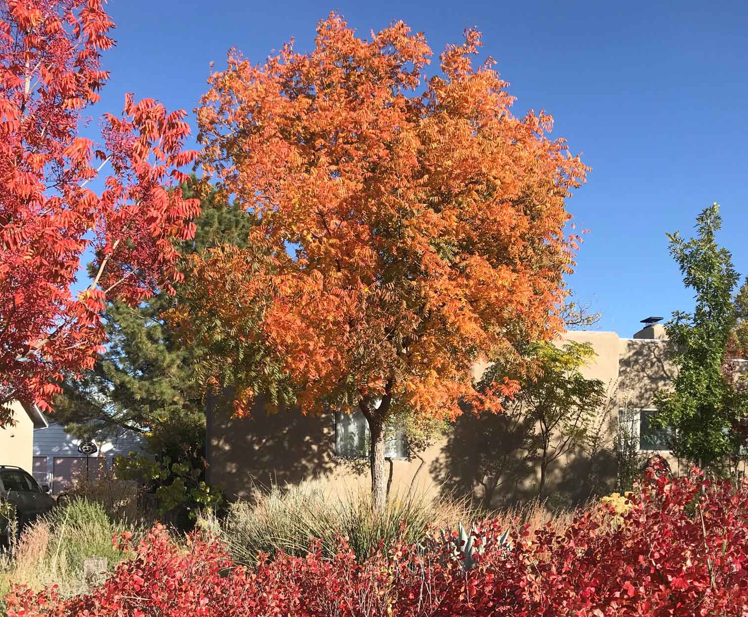 Fall desert friendly landscape