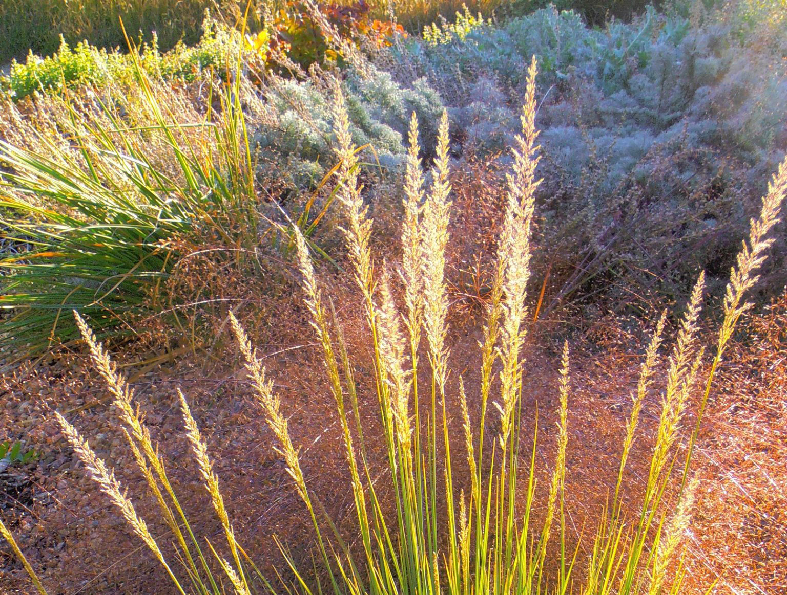 HTB-grassphoto-crop OrnamentalGrassphoto by Hunter Ten Broeck