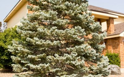 Colorado Blue Spruce Fat Albert, Picea pungens “Fat Albert”