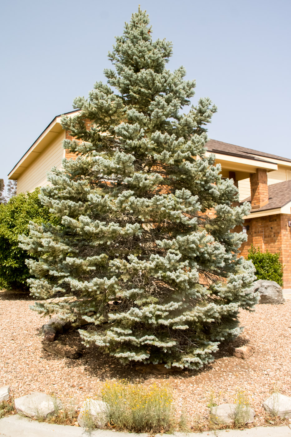Picea pungens