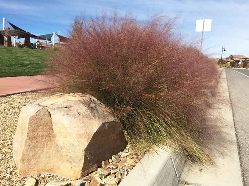 Muhly Grass