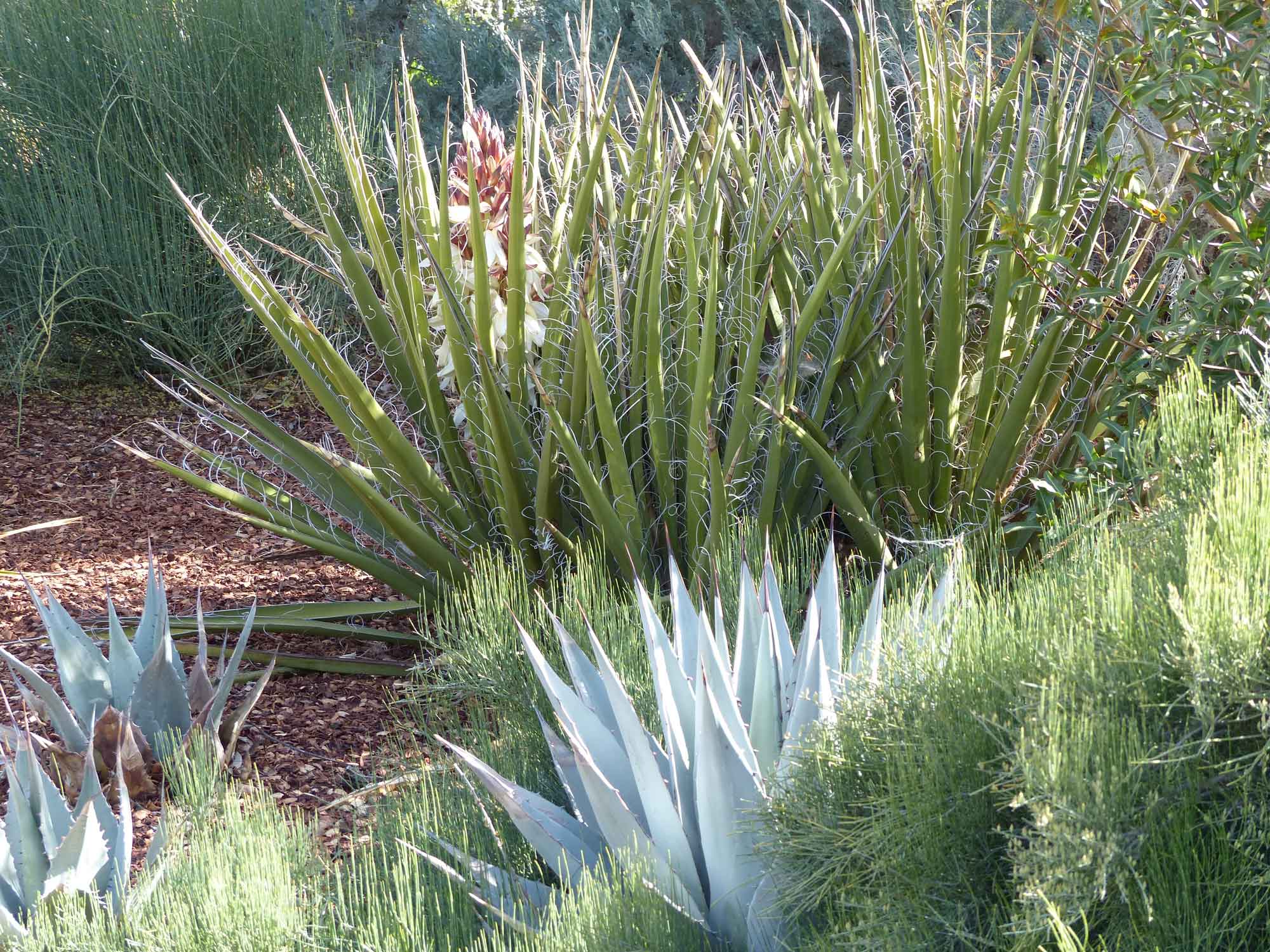 yucca-baccata-4-sm Yucca baccata