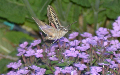 Backyard Refuges for People and Wildlife