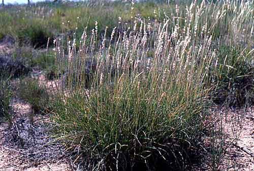 Galleta grass from Plants of the Southwest