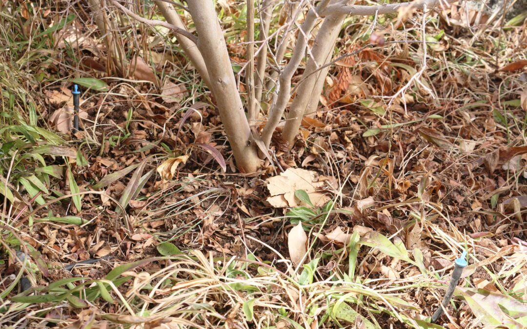 Use Drip Irrigation for your Trees and Shrubs!