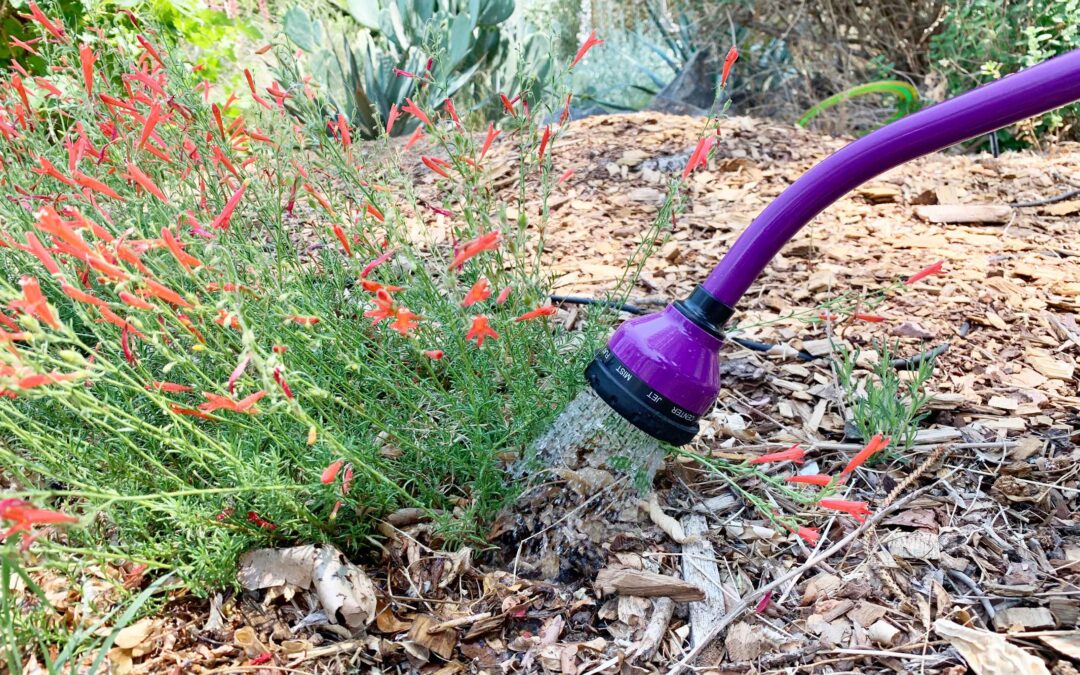 Best Practices For Watering Your Plants with a Hose and with a Drip Irrigation System