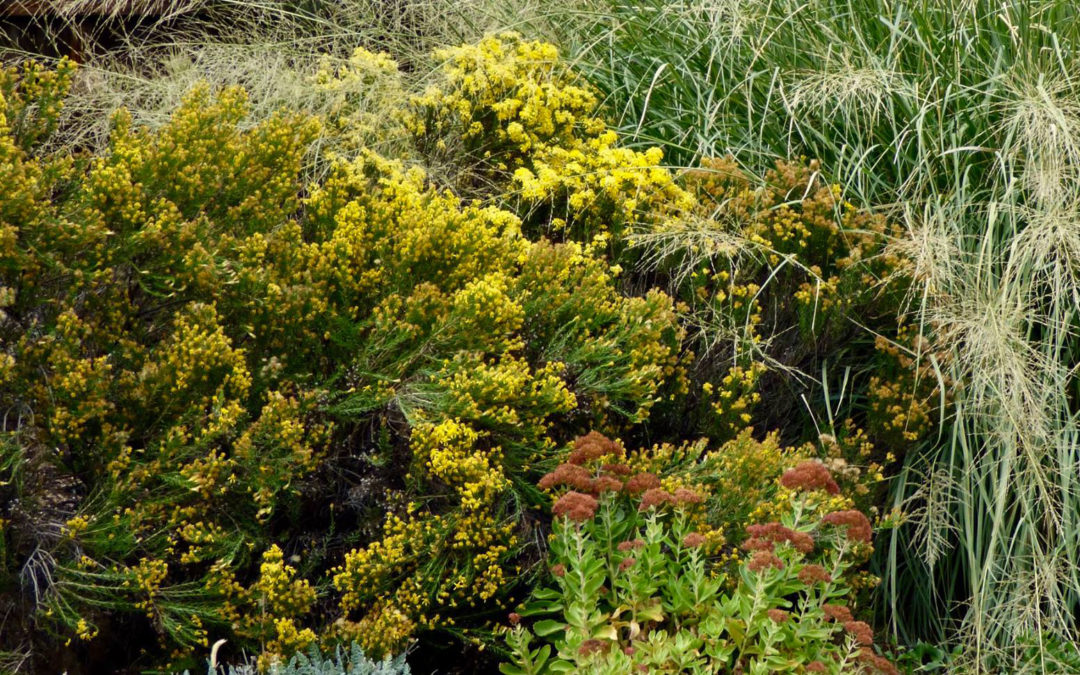 Ericamerica larcifolia, Turpentine Bush