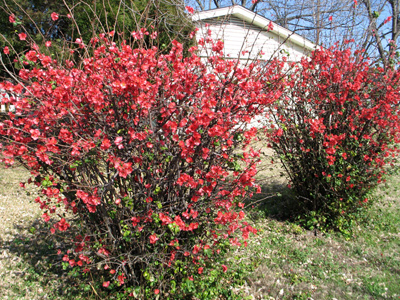 Flowering Quince, Chaenomeles speciosa