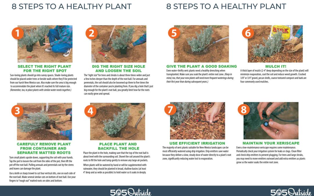 8 Steps to Planting a Healthy Plant