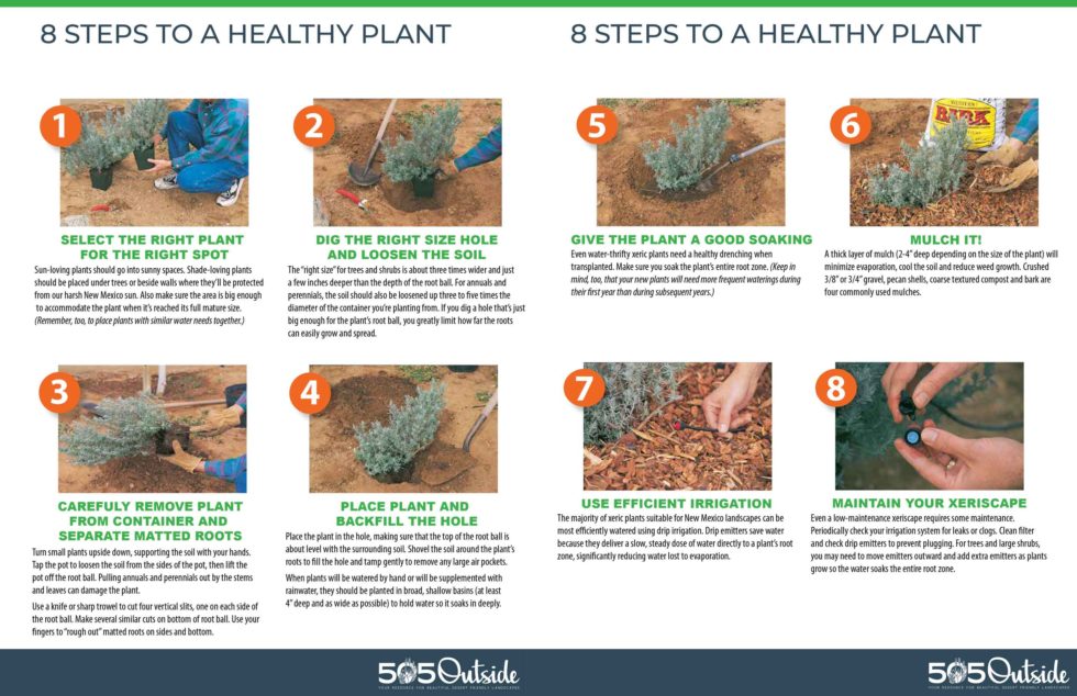 8 Steps to Planting a Healthy Plant 505 Outside