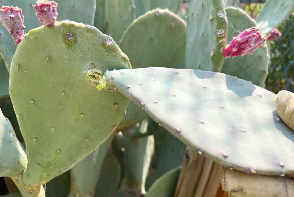 How to Propagate Cacti