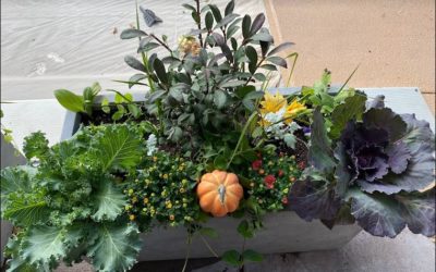 5 Steps to Stunning Fall Container Gardens