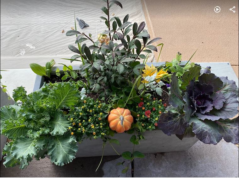 5 Steps to Stunning Fall Container Gardens