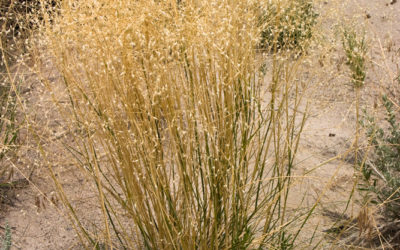 Indian Ricegrass, Achnatherum syn. Oryzopsis hymenoides
