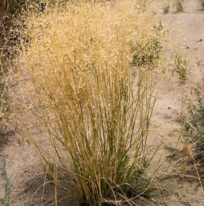 Indian Ricegrass, Achnatherum syn. Oryzopsis hymenoides