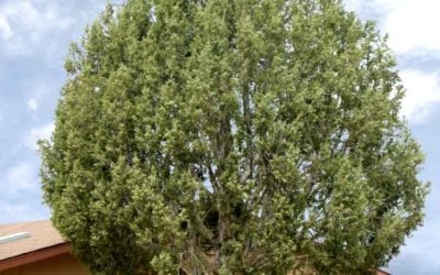 Rocky Mountain juniper, Juniperus scopulorum