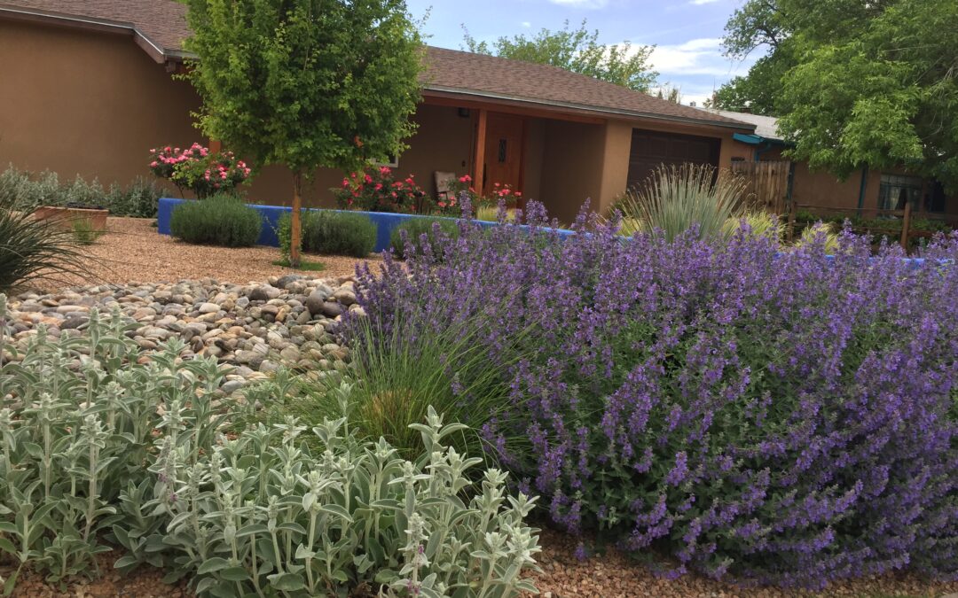 Catmint, Nepeta x faaseni