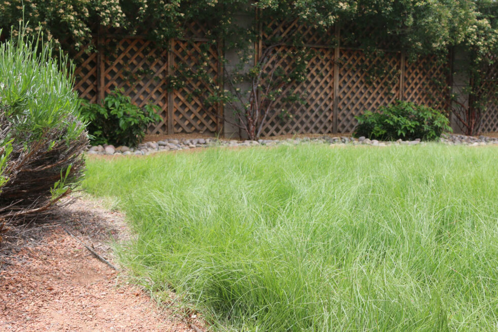 How to Make a More Efficient Turfgrass Landscape in Albuquerque 505