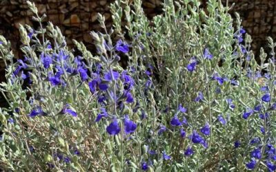 Mexican Blue Sage, Salvia chamaedryoides