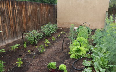 Edible Garden Landscape Type