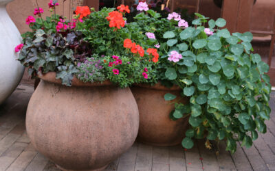 The “Wow Factor” – Summer Containers Simplified