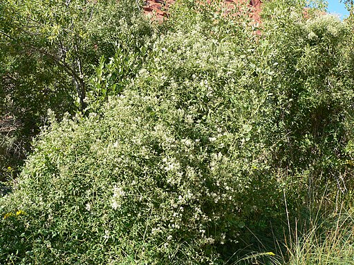 Western Virginsbower, Clematis ligusticifolia