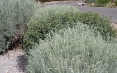 Sand Sage, Artemisia filifolia